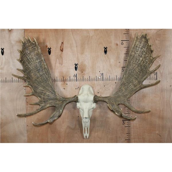 XXL Reproduction MOOSE Skull Euro Mount with Removable Reproduction Antlers