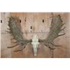 Image 1 : XXL Reproduction MOOSE Skull Euro Mount with Removable Reproduction Antlers