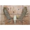 Image 2 : XXL Reproduction MOOSE Skull Euro Mount with Removable Reproduction Antlers