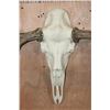 Image 5 : XXL Reproduction MOOSE Skull Euro Mount with Removable Reproduction Antlers