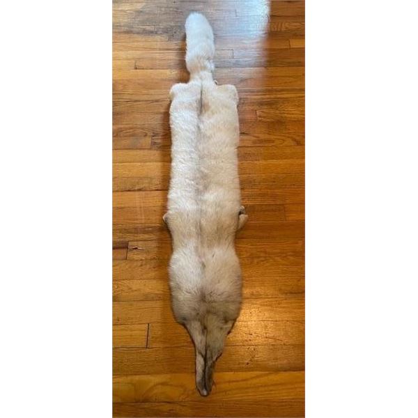 *New* Soft and Tanned BLUE RANCH FOX Fur, Hide or Pelt with its Head and Big Tail