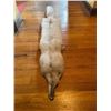 Image 2 : *New* Soft and Tanned BLUE RANCH FOX Fur, Hide or Pelt with its Head and Big Tail