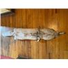 Image 4 : *New* Soft and Tanned BLUE RANCH FOX Fur, Hide or Pelt with its Head and Big Tail
