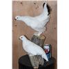 Image 2 : 2 ROCK PTARMIGAN Birds Displayed on a Wood Branch