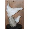 Image 3 : 2 ROCK PTARMIGAN Birds Displayed on a Wood Branch