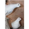 Image 7 : 2 ROCK PTARMIGAN Birds Displayed on a Wood Branch