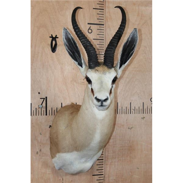 XXL SPRINGBOK Shoulder Mount