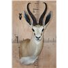 Image 1 : XXL SPRINGBOK Shoulder Mount
