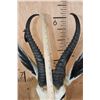 Image 6 : XXL SPRINGBOK Shoulder Mount