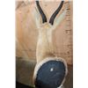 Image 7 : XXL SPRINGBOK Shoulder Mount