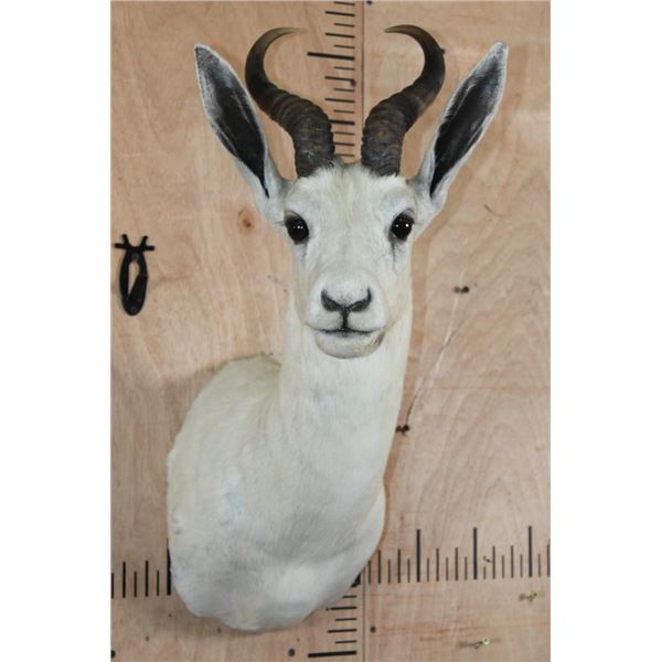 White SPRINGBOK Shoulder Mount