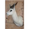 Image 3 : White SPRINGBOK Shoulder Mount