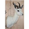 Image 4 : White SPRINGBOK Shoulder Mount