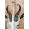 Image 5 : White SPRINGBOK Shoulder Mount