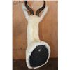 Image 6 : White SPRINGBOK Shoulder Mount