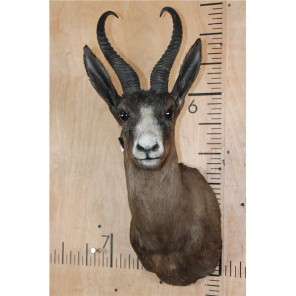 Chocolate SPRINGBOK Shoulder Mount