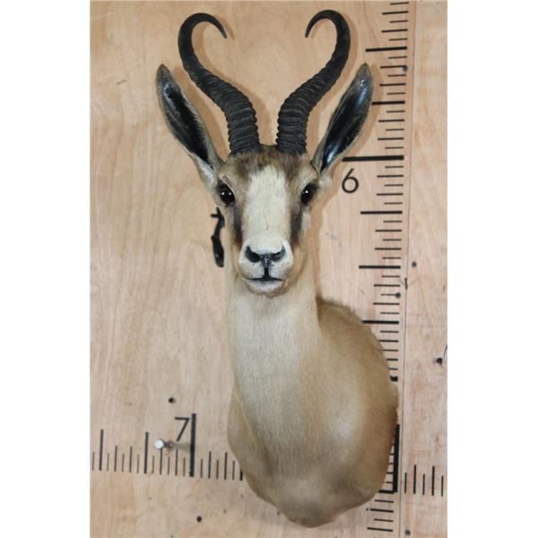 Big Copper SPRINGBOK Shoulder Mount