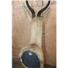 Image 6 : Big Copper SPRINGBOK Shoulder Mount