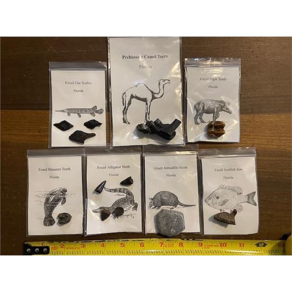 (7) Different Prehistoric Fossilized Artifacts