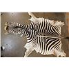 Image 2 : ZEBRA Hide or ZEBRA Rug