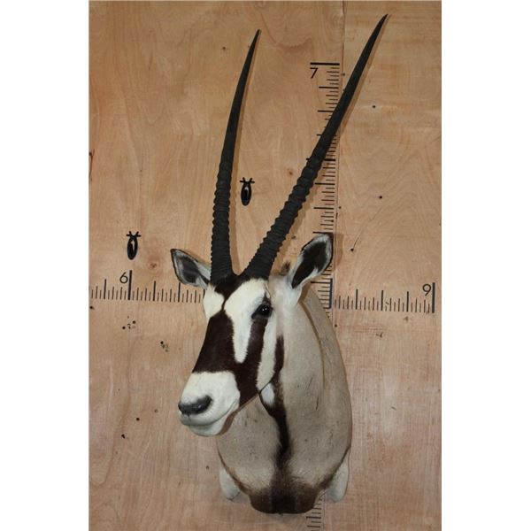 Big GEMSBOK Shoulder Mount
