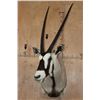Image 1 : Big GEMSBOK Shoulder Mount