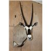 Image 2 : Big GEMSBOK Shoulder Mount