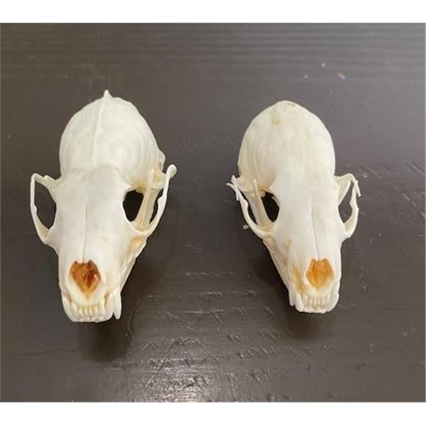 Male and Female PINE MARTEN Skulls with All the Teeth