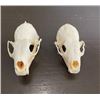 Image 1 : Male and Female PINE MARTEN Skulls with All the Teeth