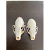 Image 2 : Male and Female PINE MARTEN Skulls with All the Teeth