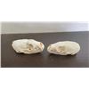 Image 3 : Male and Female PINE MARTEN Skulls with All the Teeth