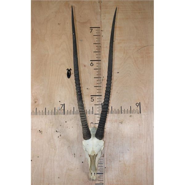 Massive GEMSBOK Skull