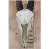 Image 3 : Massive GEMSBOK Skull
