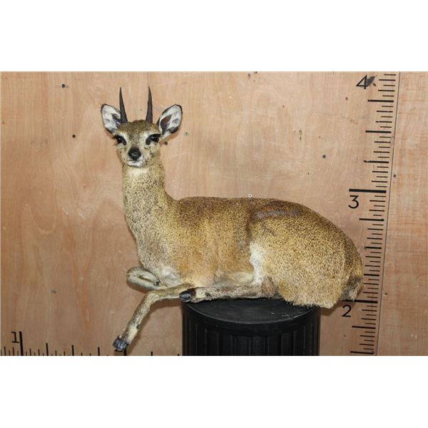 Life-sized Laying KLIPSPRINGER