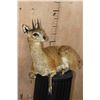 Image 3 : Life-sized Laying KLIPSPRINGER