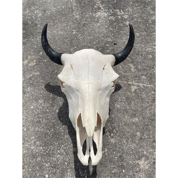 North American BISON or BUFFALO Skull
