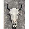 Image 1 : North American BISON or BUFFALO Skull
