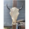 Image 2 : North American BISON or BUFFALO Skull