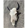 Image 3 : North American BISON or BUFFALO Skull