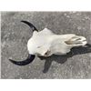 Image 4 : North American BISON or BUFFALO Skull