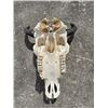 Image 5 : North American BISON or BUFFALO Skull