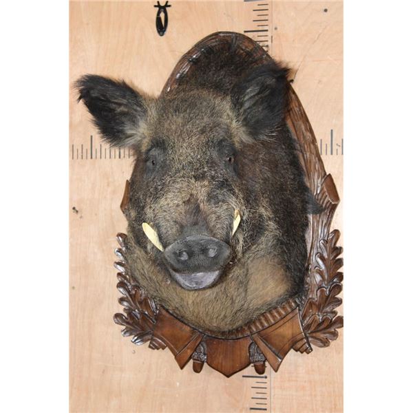 Big RUSSIAN BOAR Shoulder Mount on a German Style Wood Plaque