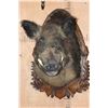 Image 1 : Big RUSSIAN BOAR Shoulder Mount on a German Style Wood Plaque