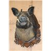 Image 2 : Big RUSSIAN BOAR Shoulder Mount on a German Style Wood Plaque