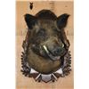 Image 3 : Big RUSSIAN BOAR Shoulder Mount on a German Style Wood Plaque