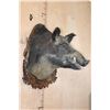 Image 4 : Big RUSSIAN BOAR Shoulder Mount on a German Style Wood Plaque