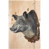 Image 5 : Big RUSSIAN BOAR Shoulder Mount on a German Style Wood Plaque