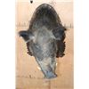 Image 6 : Big RUSSIAN BOAR Shoulder Mount on a German Style Wood Plaque