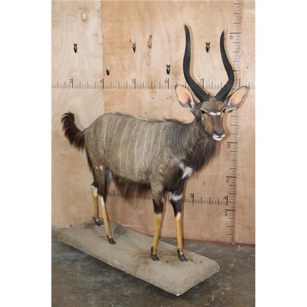 Big Life-sized NYALA on a Base with Wheels