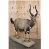 Image 1 : Big Life-sized NYALA on a Base with Wheels